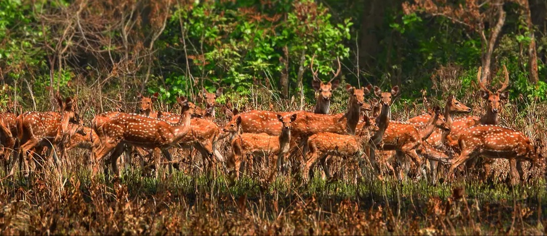 bardiya np (1).jpg